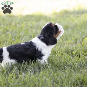 Leo, Cavalier King Charles Spaniel Puppy